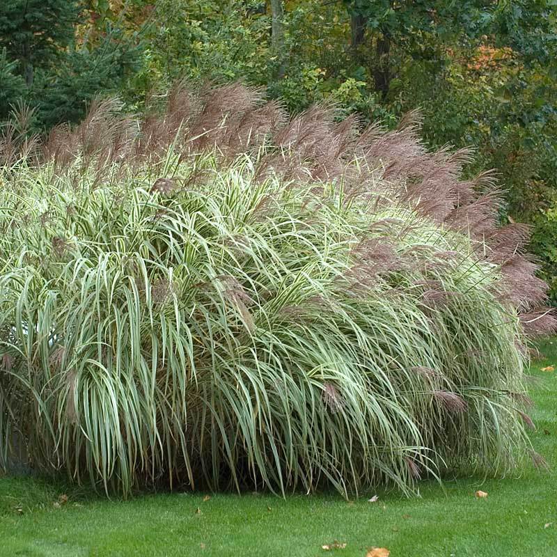 'Variegatus' Maiden Grass (Miscanthus) - Image 2