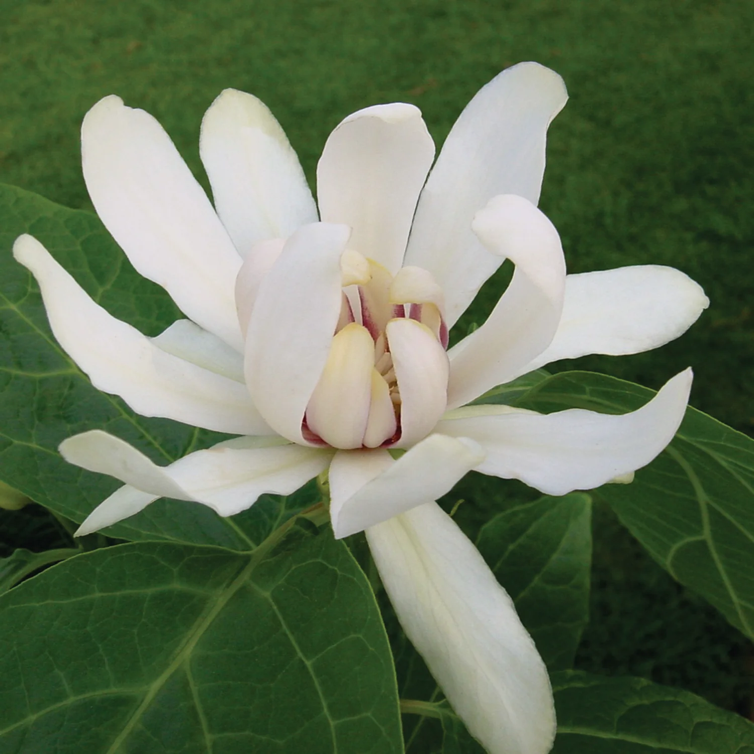 'Venus' Sweetshrub - Image 2