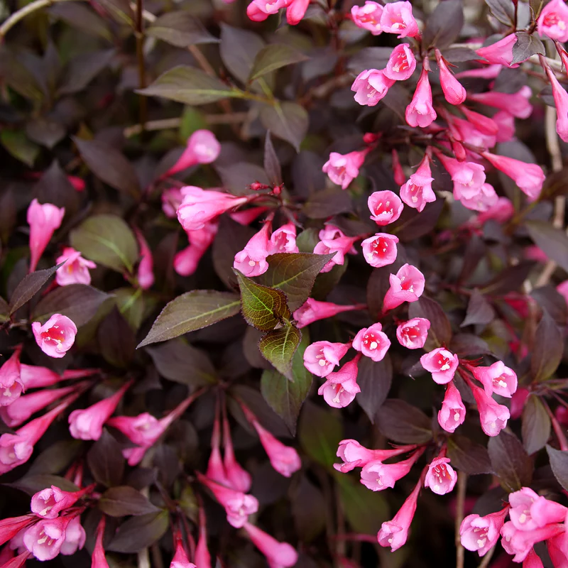 Very Fine Wine™ Weigela