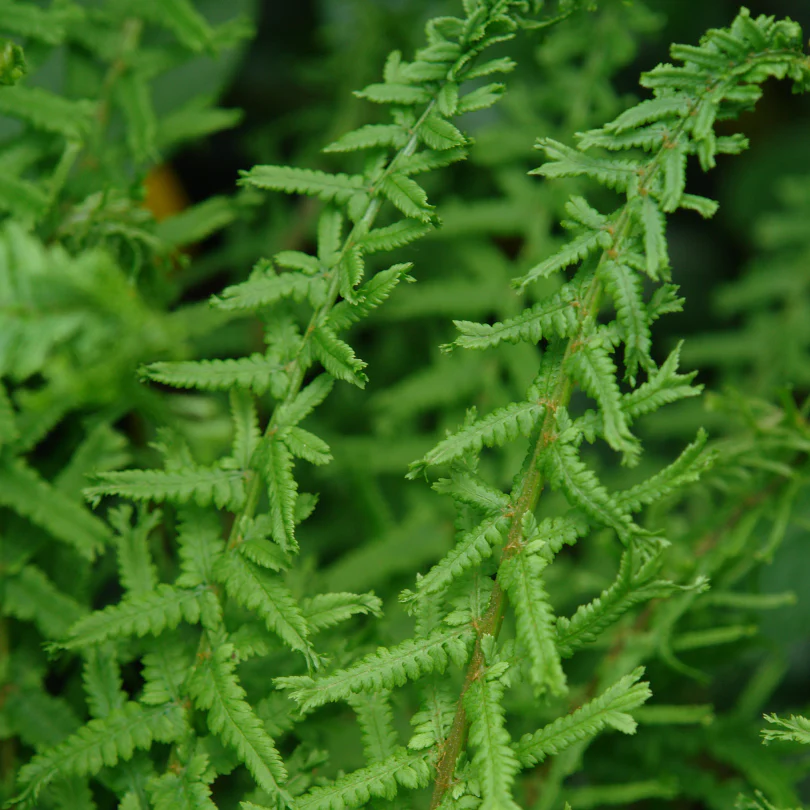 Victoria Lady Fern (Athyrium) - Image 2