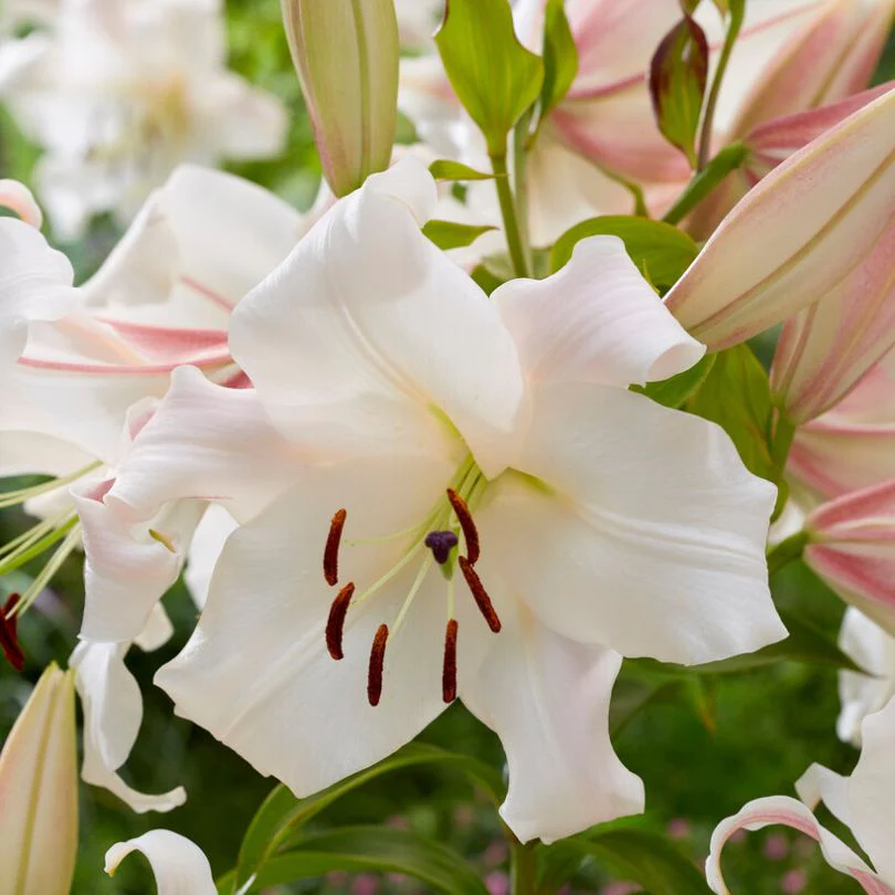'Villa Blanca' Lily (Lilium)