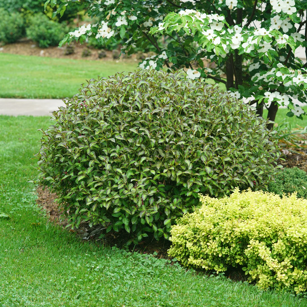Vinho Verde® Weigela - Image 2