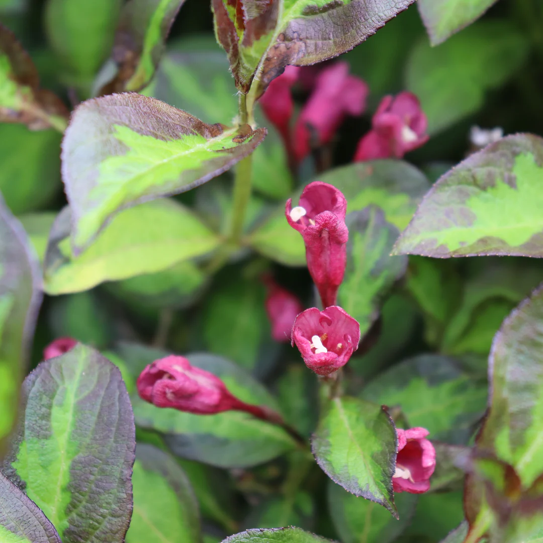 Vinho Verde® Weigela - Image 3