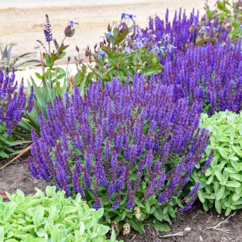 'Violet Profusion' Salvia - Image 3