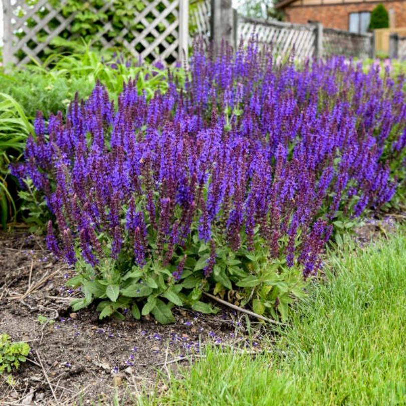 'Violet Profusion' Salvia - Image 4