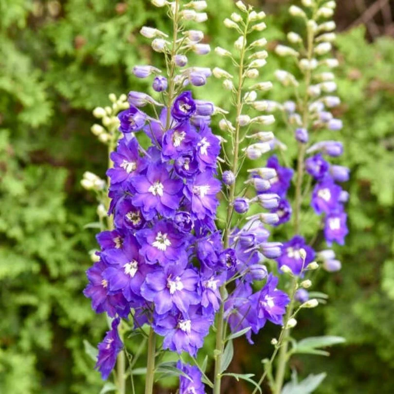 ‘Violets Are Blue’ Delphinium - Image 2