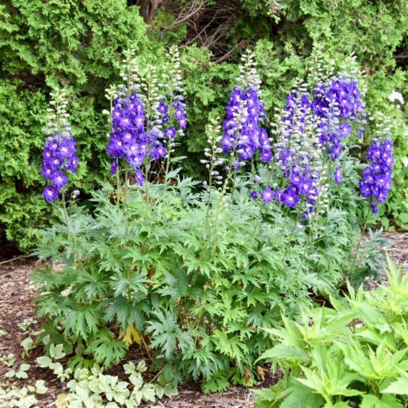 ‘Violets Are Blue’ Delphinium - Image 3