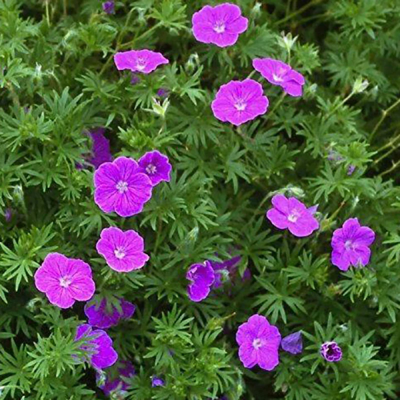 'Vision Violet' Cranesbill (Geranium)