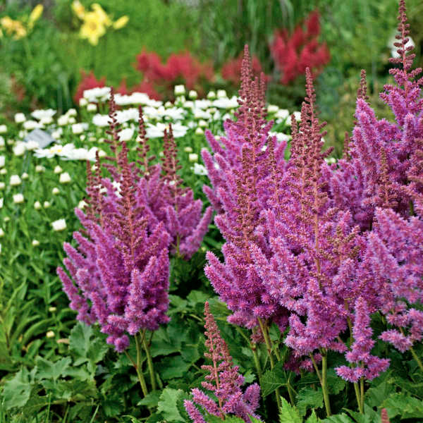 'Visions' Astilbe - Image 2