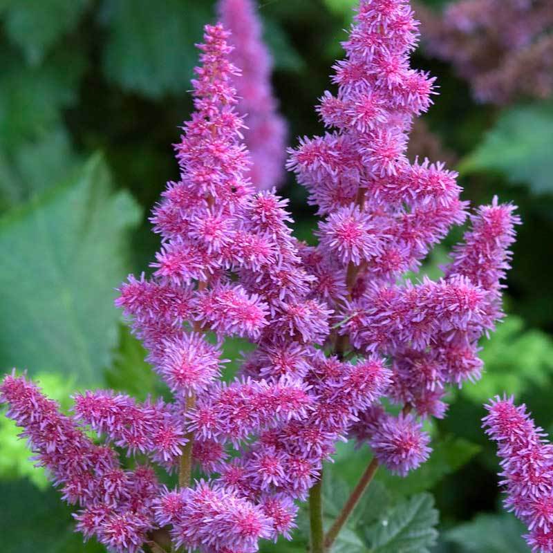 'Visions' Astilbe - Image 3
