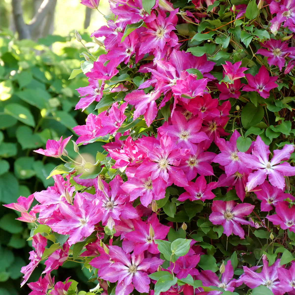 'Viva Polonia' Clematis - Image 2