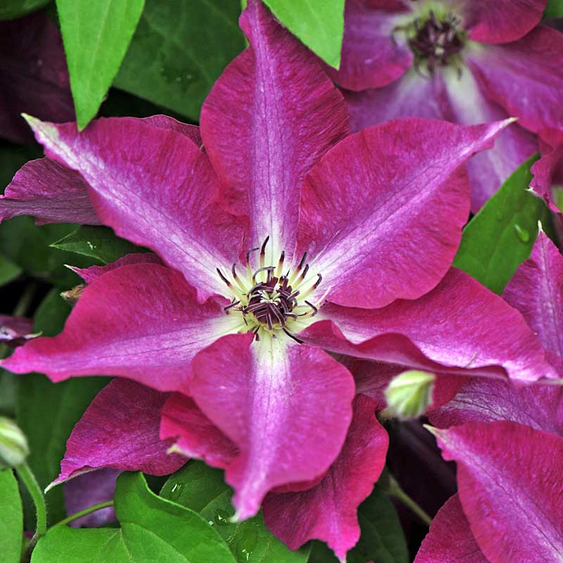 'Viva Polonia' Clematis - Image 3