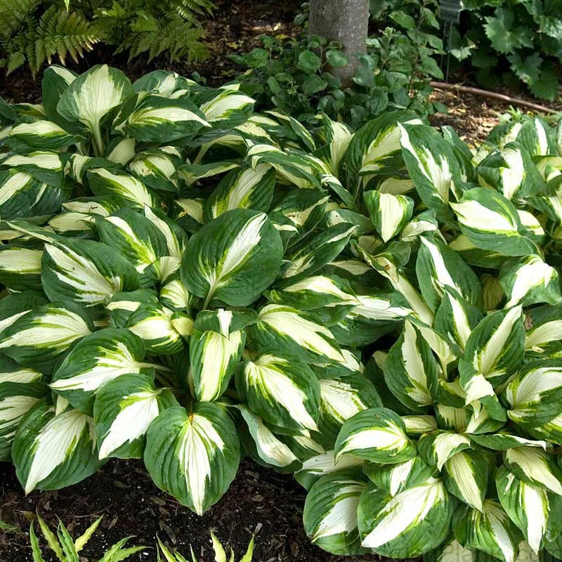 'Vulcan' Hosta
