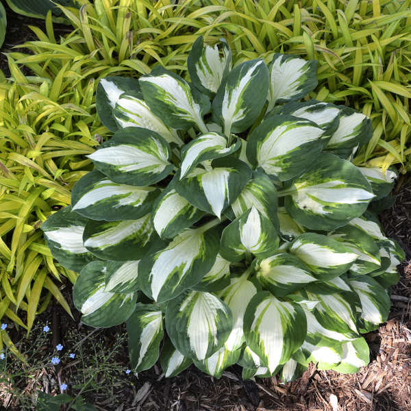 'Vulcan' Hosta - Image 4