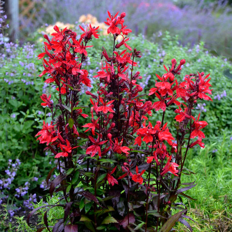'Vulcan Red' Cardinal Flower (Lobelia)