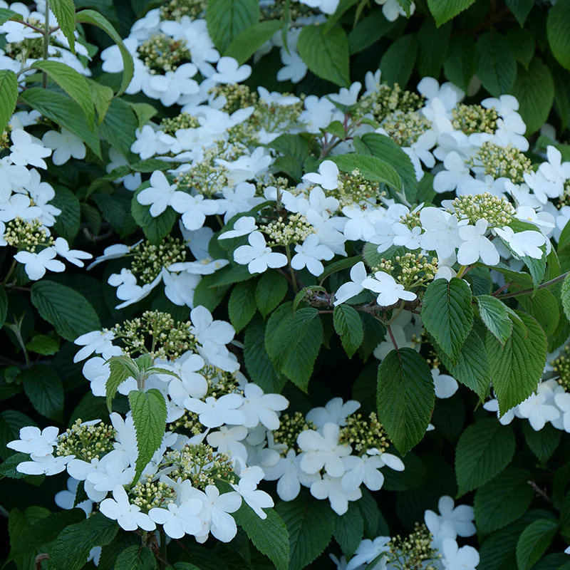 Wabi-Sabi® Doublefile Viburnum - Image 2
