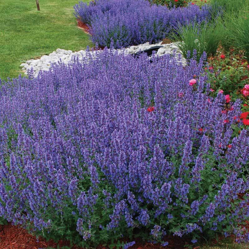 Walker's Low Catmint (Nepeta) - Image 2
