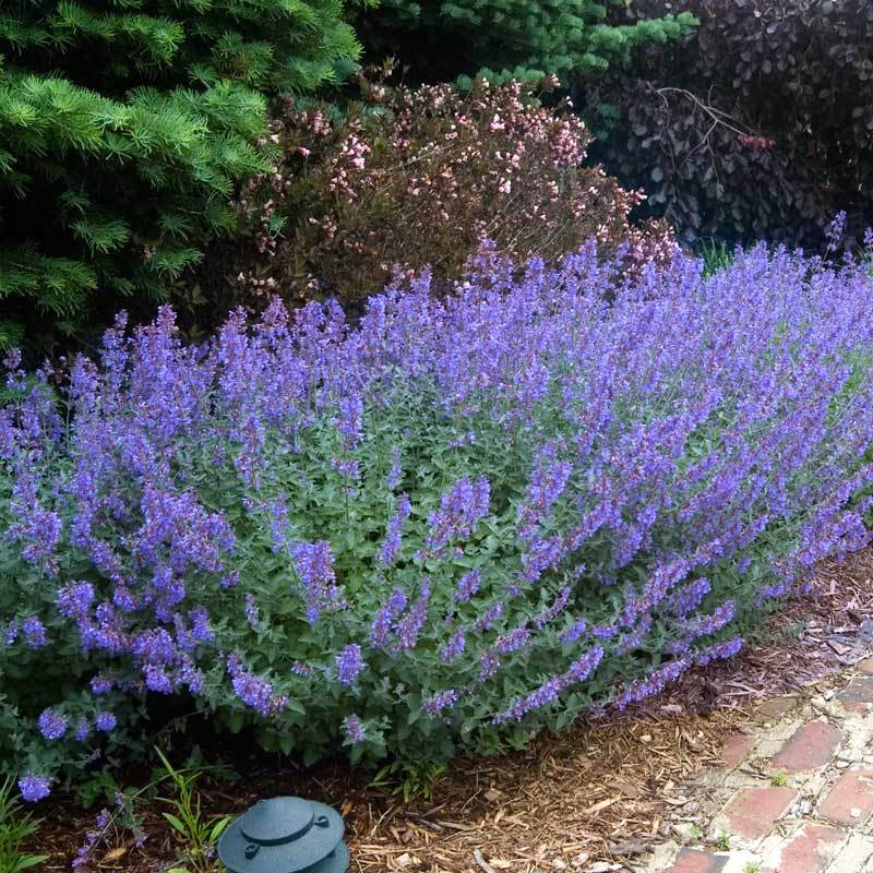 Walker's Low Catmint (Nepeta) - Image 4
