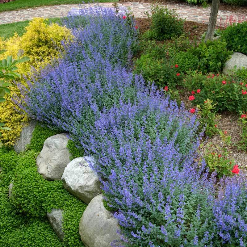 Walker's Low Catmint (Nepeta) - Image 6