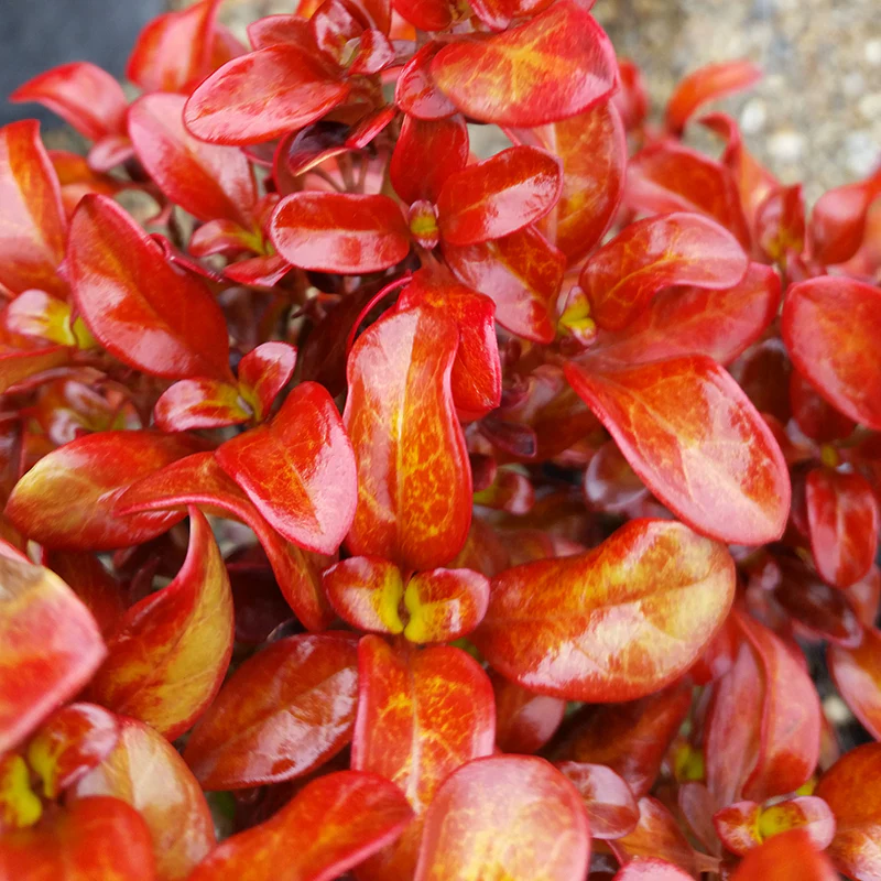 Waxwing™ Orange Mirror Bush (Coprosma) - Image 2