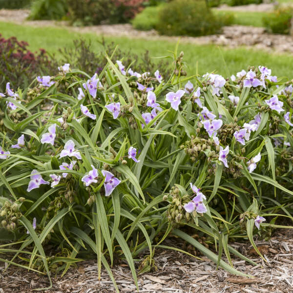'Webmaster' Spiderwort (Tradescantia) - Image 2