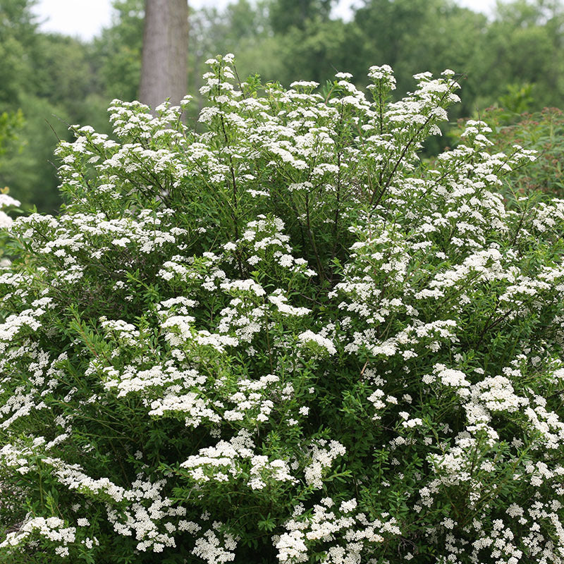 Wedding Cake® Bridal Wreath Spirea - Image 3
