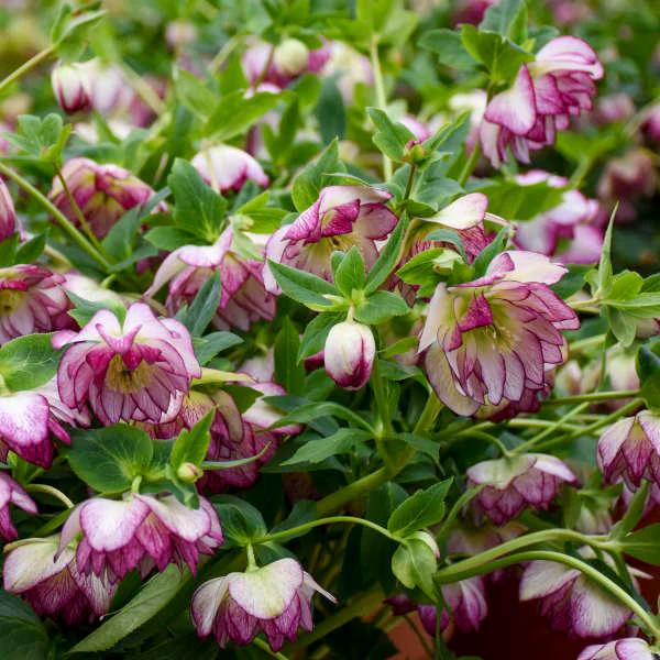 Wedding Party® Blushing Bridesmaid Lenten Rose (Helleborus)