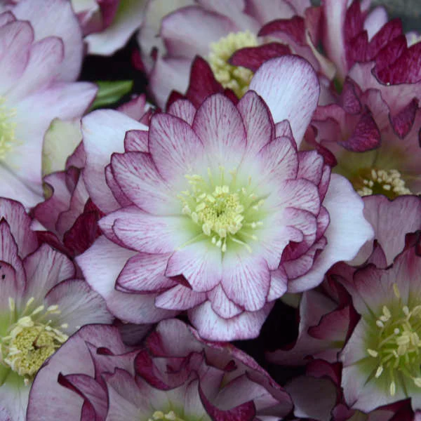 Wedding Party® Blushing Bridesmaid Lenten Rose (Helleborus) - Image 2