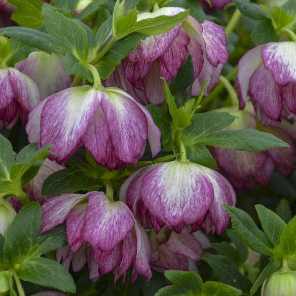 Wedding Party® Blushing Bridesmaid Lenten Rose (Helleborus) - Image 3