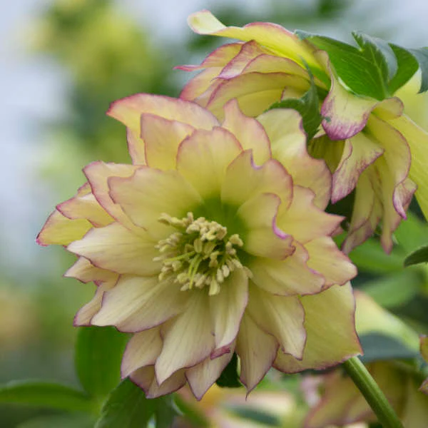 Wedding Party® First Dance Lenten Rose (Helleborus) - Image 3