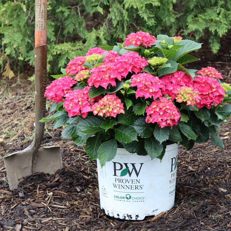 Wee Bit Grumpy® Bigleaf Hydrangea