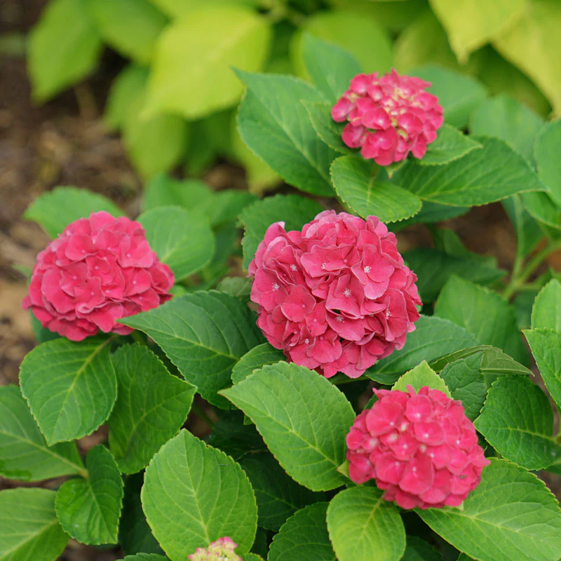 Wee Bit Grumpy® Bigleaf Hydrangea - Image 5