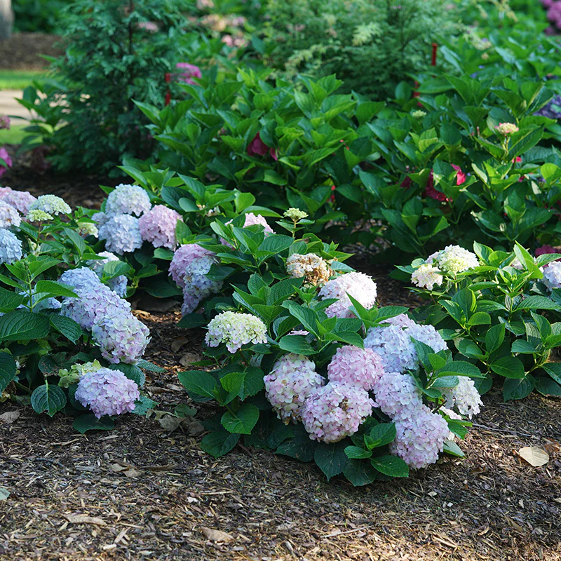 Wee Bit Innocent™ Bigleaf Hydrangea - Image 7