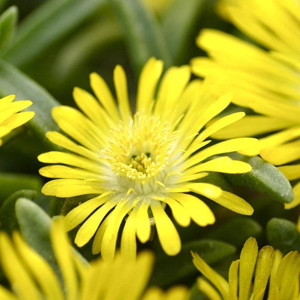 Wheels of Wonder® Golden Wonder Ice Plant (Delosperma)