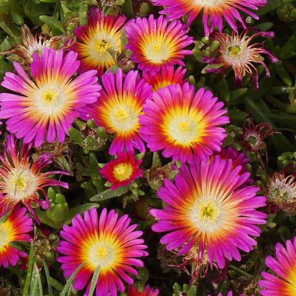 Wheels of Wonder® Hot Pink Wonder Ice Plant (Delosperma)