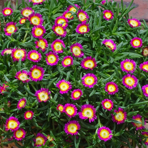Wheels of Wonder® Hot Pink Wonder Ice Plant (Delosperma) - Image 2