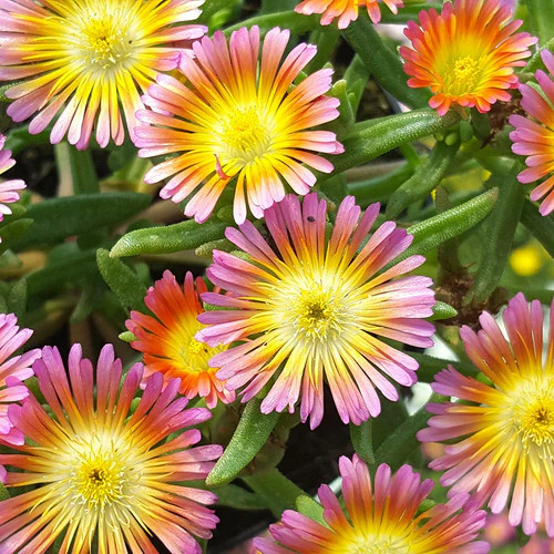 Wheels of Wonder® Salmony Pink Ice Plant (Delosperma) - Image 2