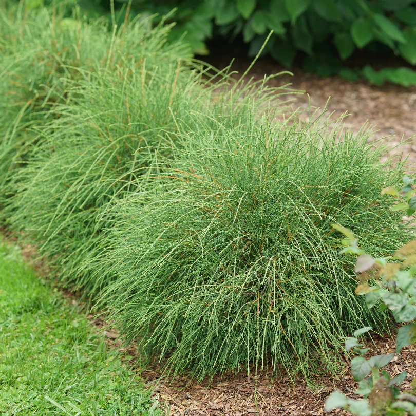 Whip It Good™ Arborvitae (Thuja)