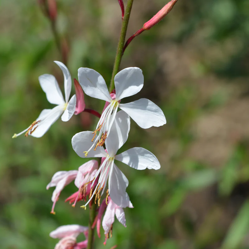 'Whirling Butterflies' Beeblossom (Gaura) - Image 2