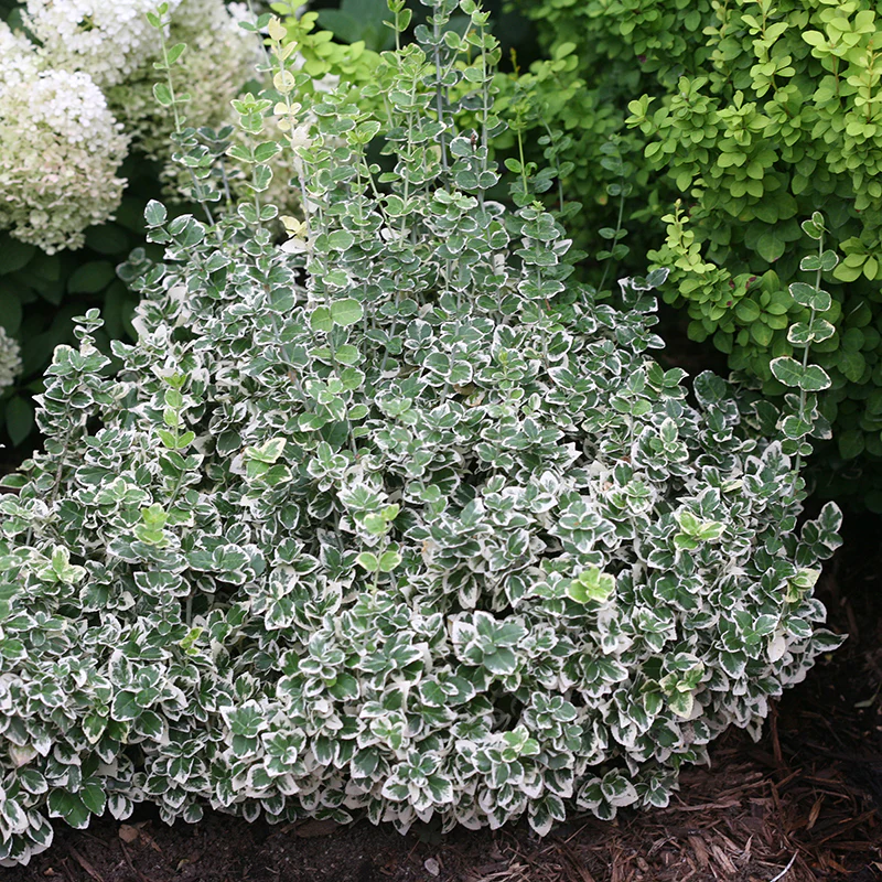 White Album® Wintercreeper (Euonymus)