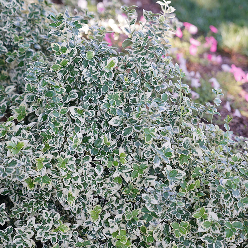 White Album® Wintercreeper (Euonymus) - Image 2