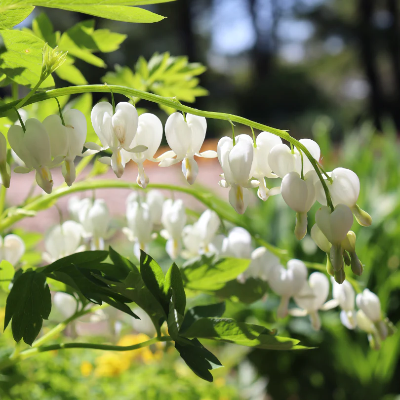 White Bleeding Heart (Dicentra)