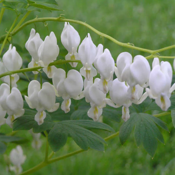 White Bleeding Heart (Dicentra) - Image 2