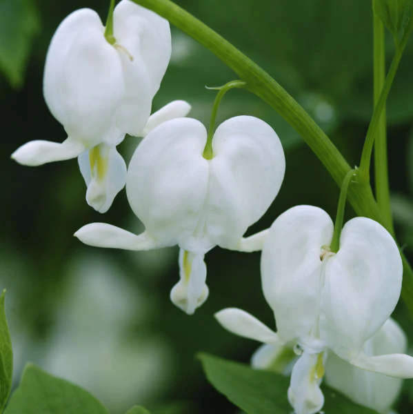White Bleeding Heart (Dicentra) - Image 4