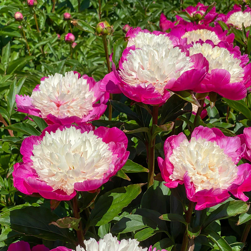 'White Cap' Peony (Paeonia)