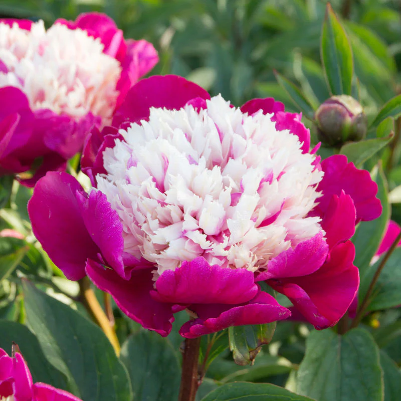'White Cap' Peony (Paeonia) - Image 4
