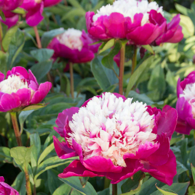 'White Cap' Peony (Paeonia) - Image 6