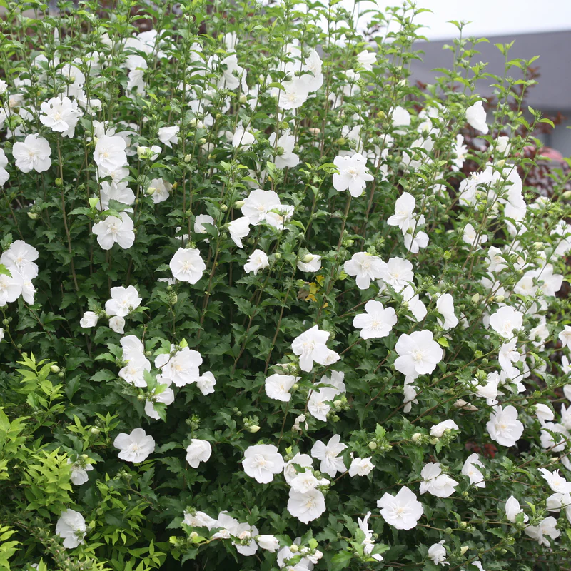 White Chiffon® Rose of Sharon (Hibiscus)