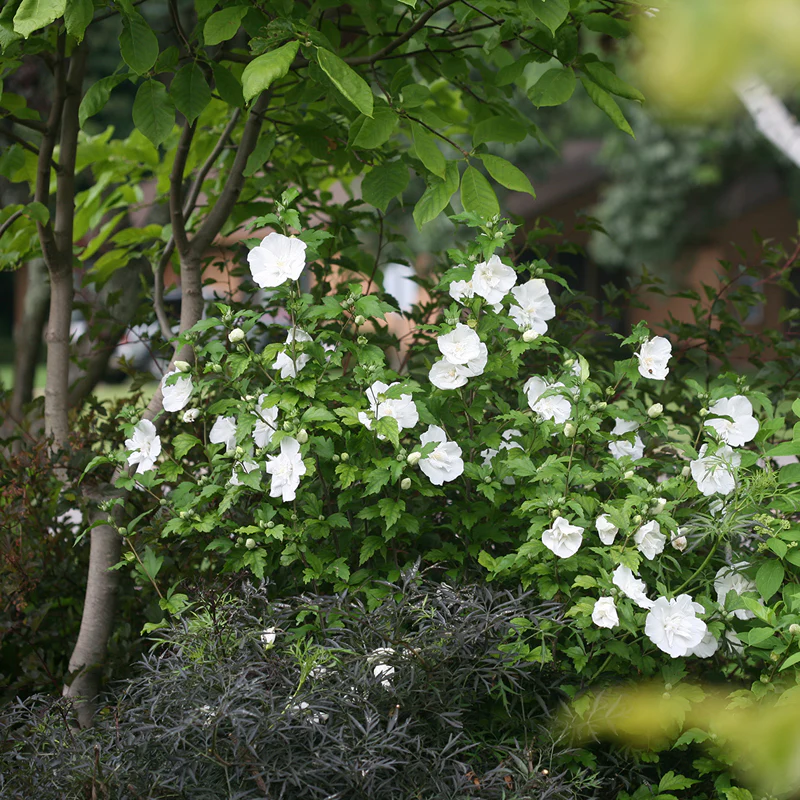 White Chiffon® Rose of Sharon (Hibiscus) - Image 4