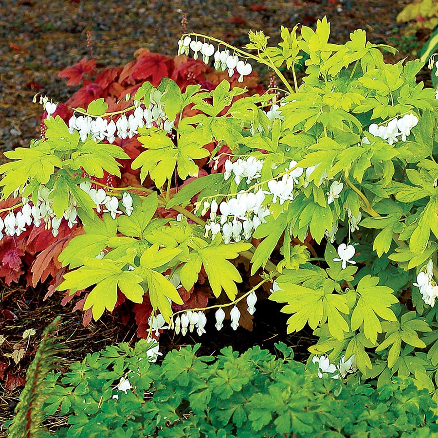 'White Gold' Bleeding Heart - Image 3